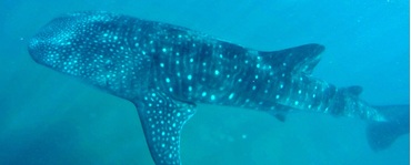 Nada con el tiburon ballena en Isla Mujeres